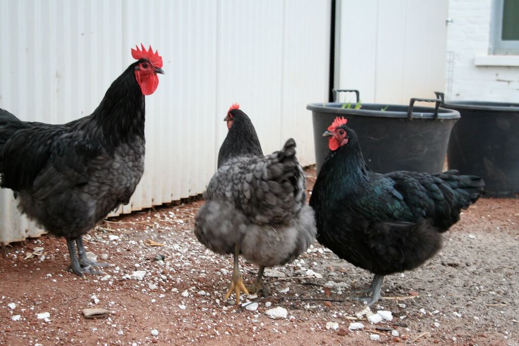 Australorps Til Salg